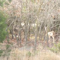 Lot 85 Preston Trail