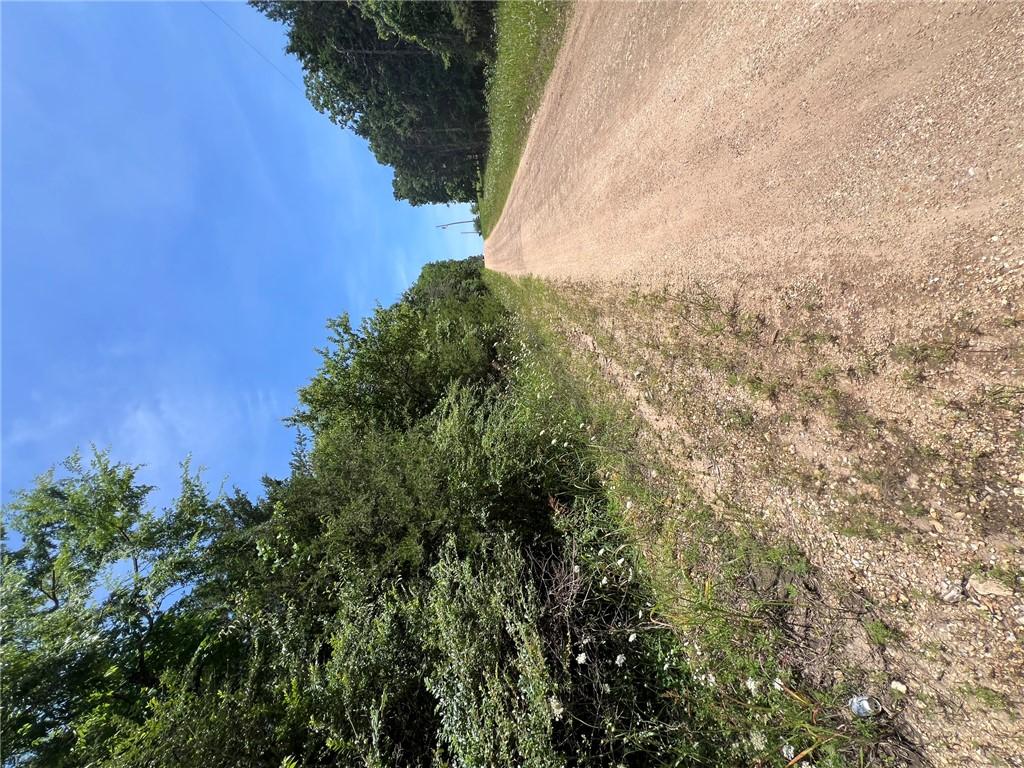 Image 4: Gravel road bordered by lush foliage and mature tr