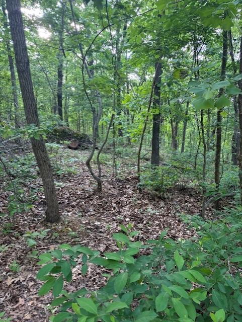 Image 2: Wooded lot featuring mature trees, natural foliage