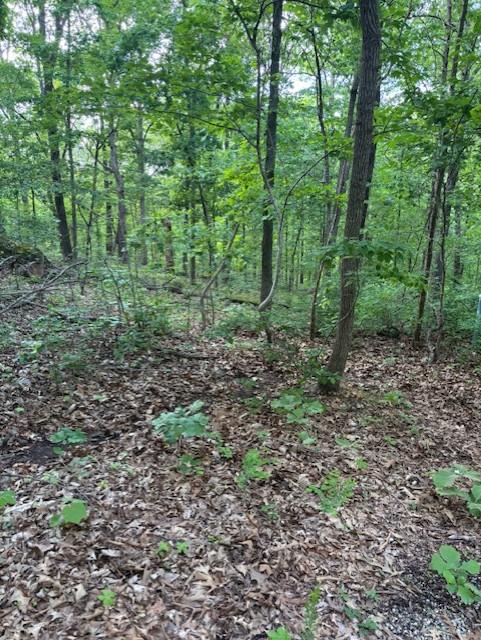Image 3: Wooded parcel featuring mature deciduous trees and