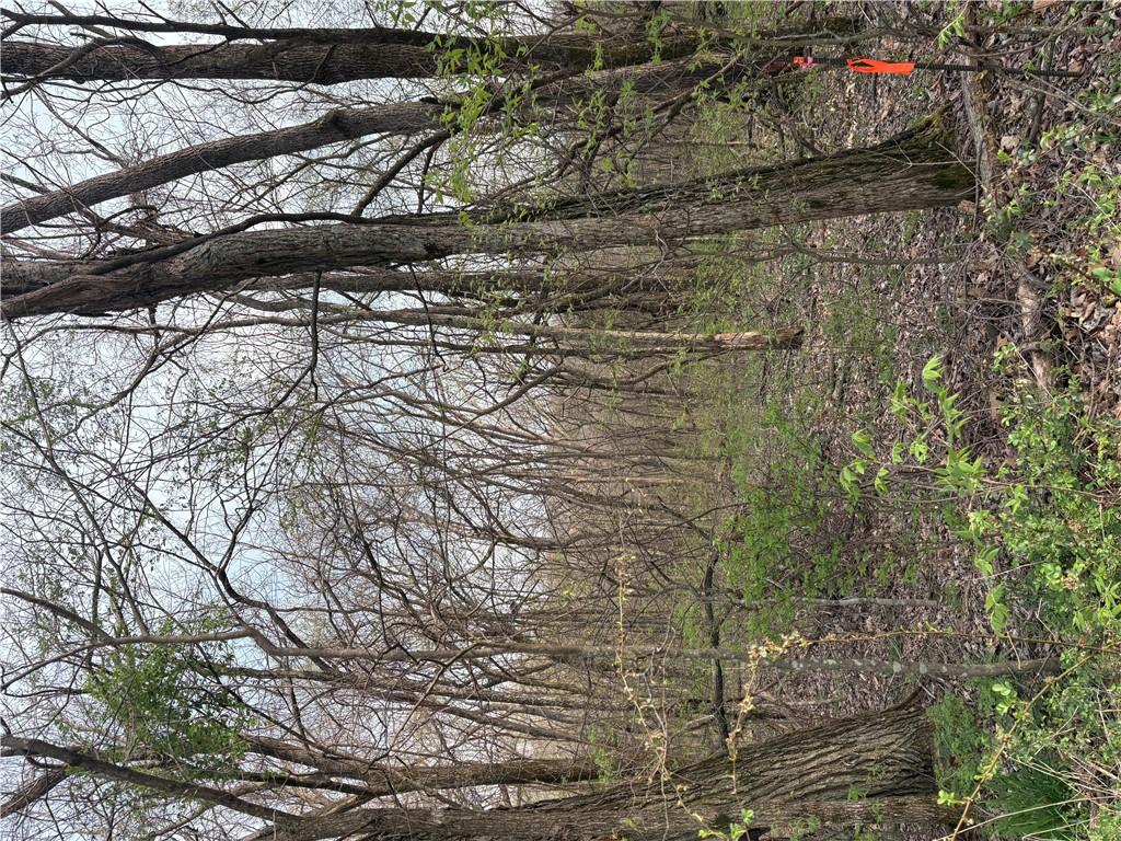 Image 1: View of wooded area