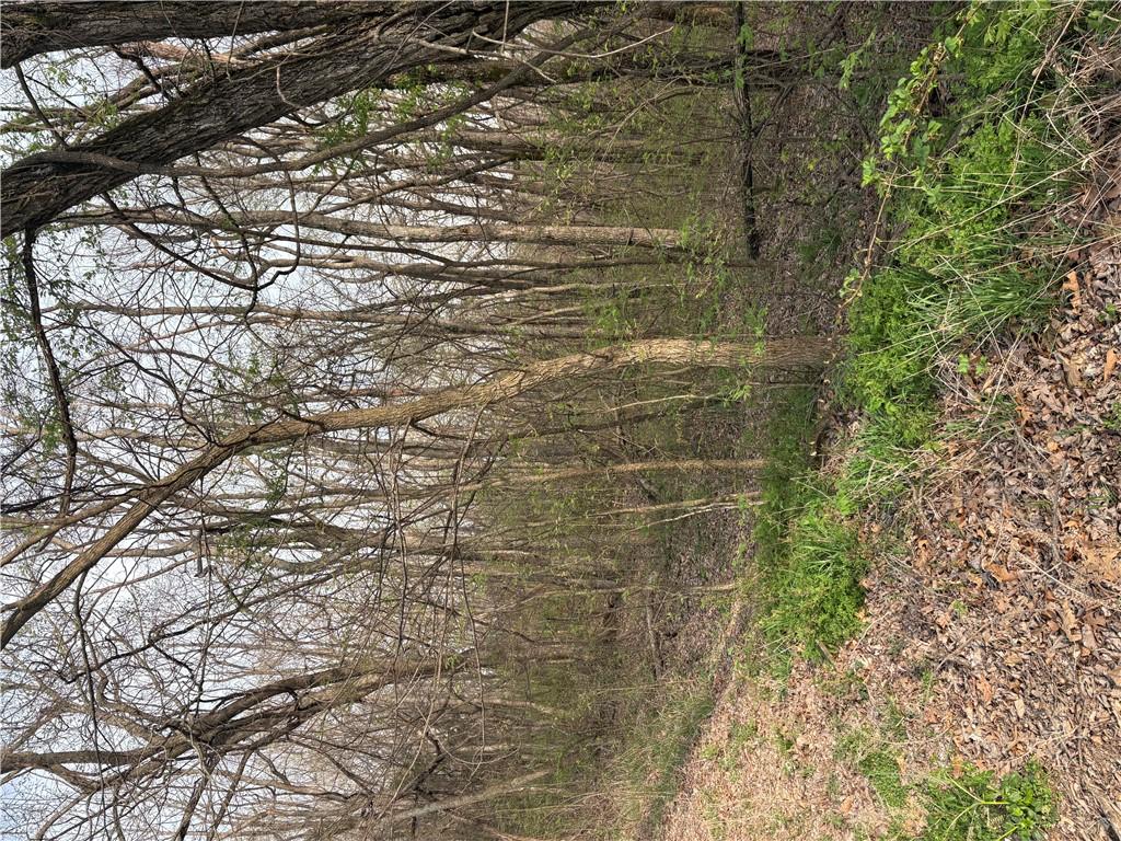 Image 2: View of tree filled area