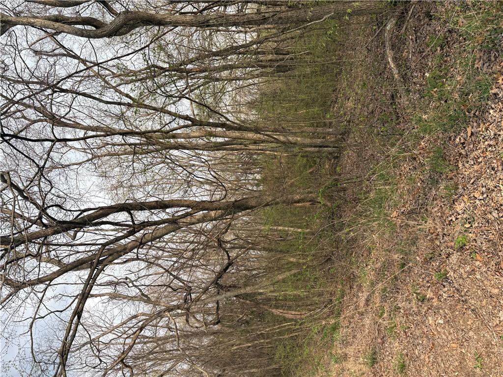 Image 3: View of local wilderness