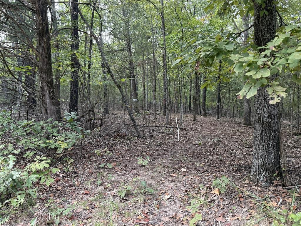 Image 2: View of tree filled area