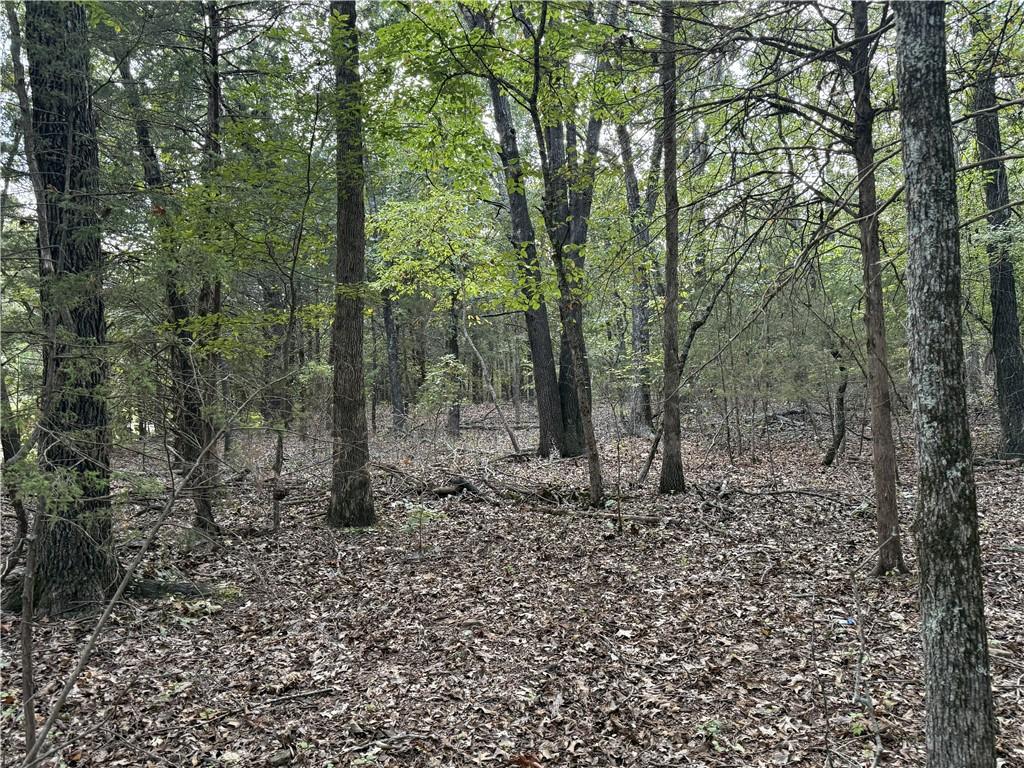 Image 3: View of tree filled area