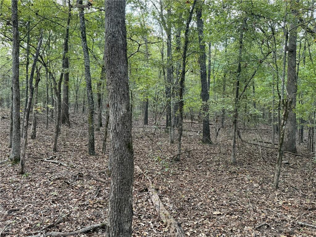 Image 4: View of woods