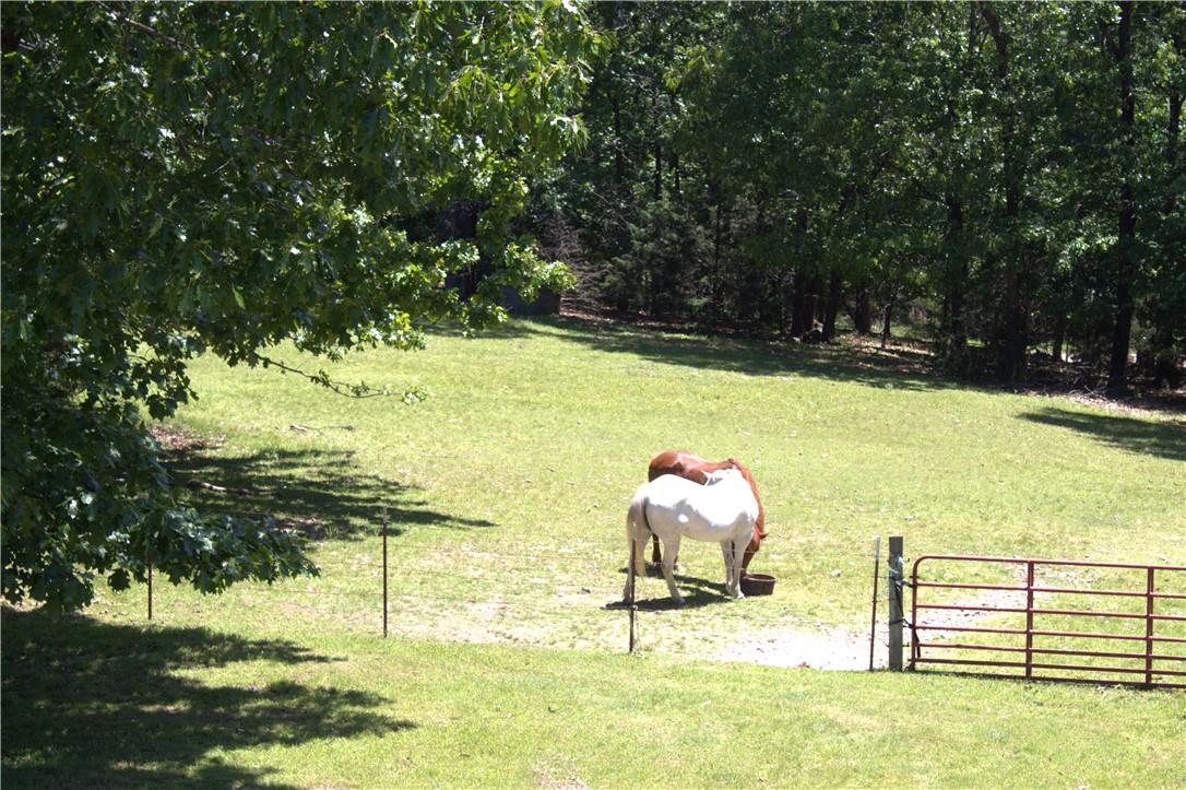 Image 4: Expansive green pasture with mature perimeter tree