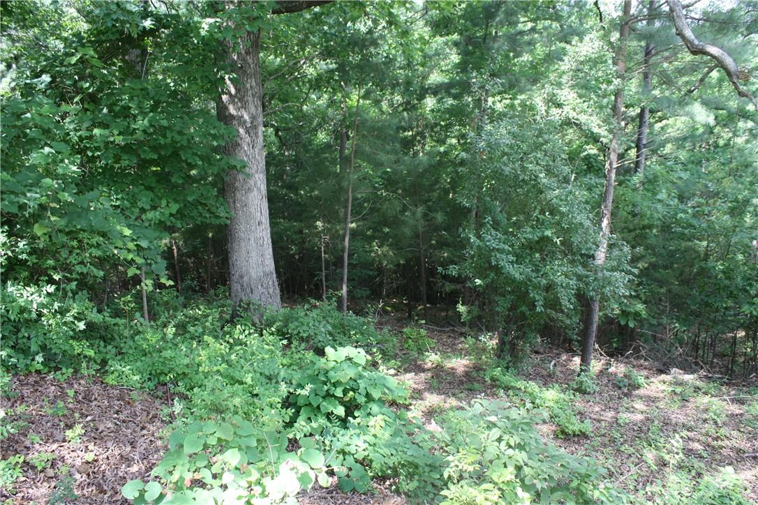 Image 2: Natural wooded landscape featuring mature trees an