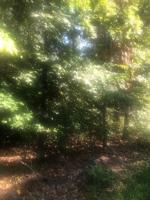 Cashin Lane