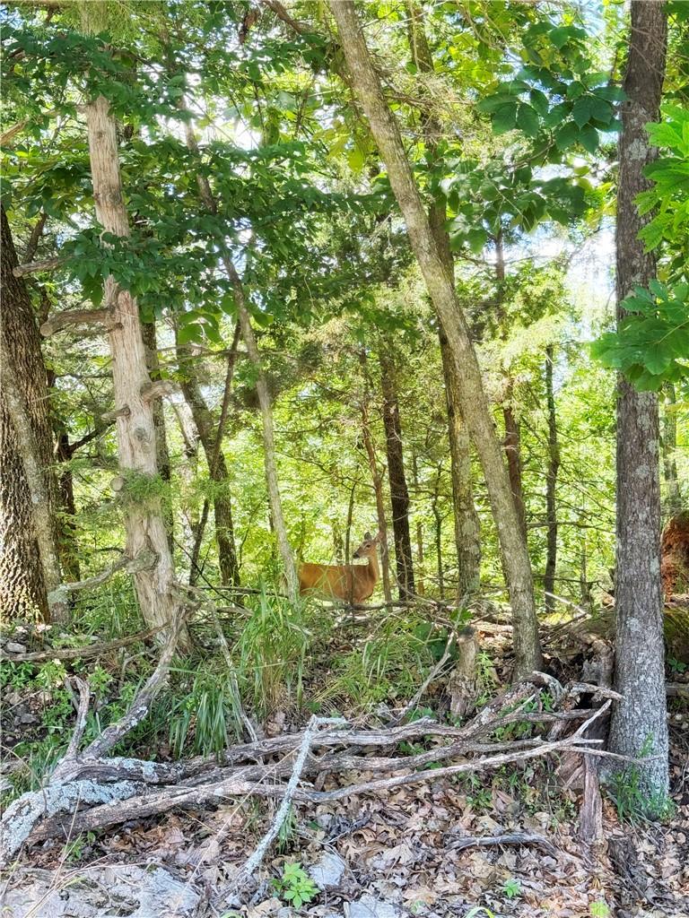 Image 1: Neighborhood deer