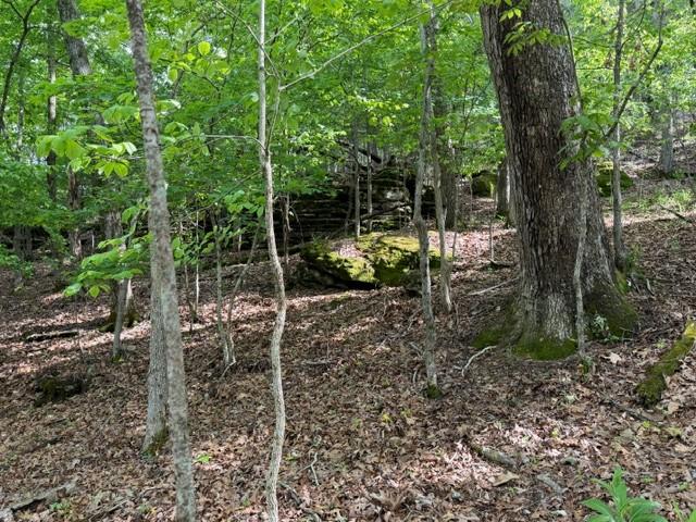 Image 4: Wooded terrain featuring a mix of mature and young