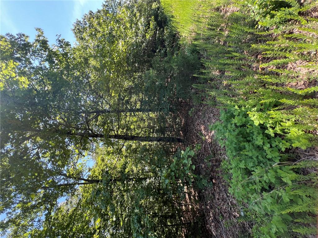 Image 4: Expansive wooded lot featuring mature trees and va