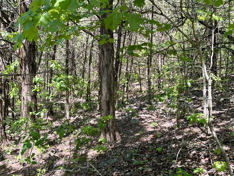 Image 4: Wooded terrain with mature trees and natural groun