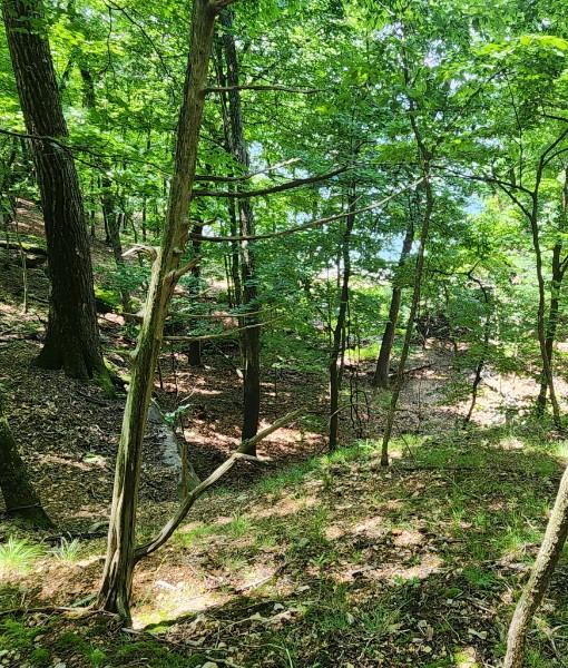 Image 4: Wooded lot featuring mature trees, natural ground