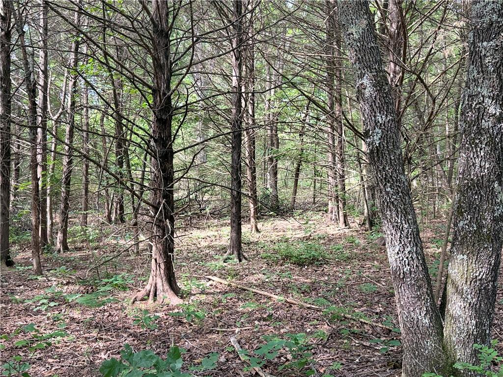 Image 1: Wooded property featuring mature trees and natural