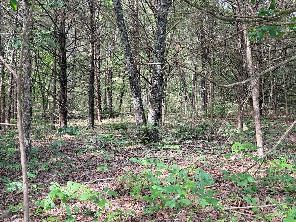 Image 2: Wooded property featuring mature trees and undergr