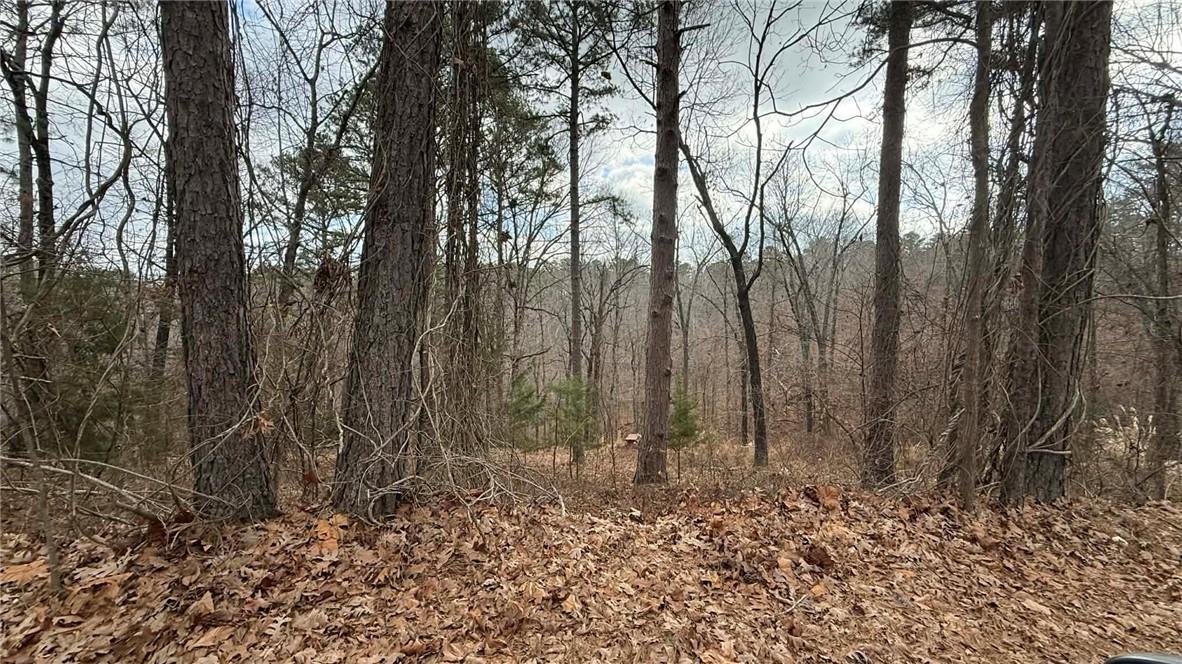 Image 3: View of tree filled area