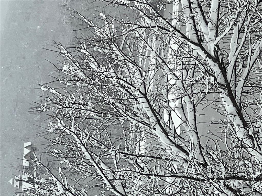 Image 2: Image quality insufficient for description