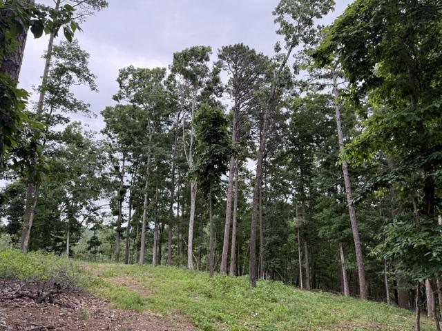 Image 4: Wooded acreage featuring a mix of mature deciduous
