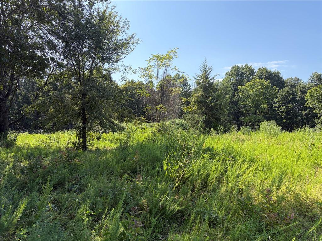 Image 3: Expansive undeveloped land featuring a mix of matu