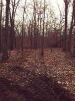 Kinloch Drive