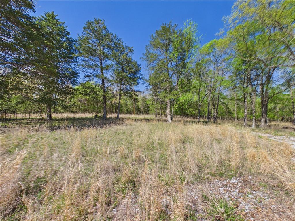 Image 4: View of local wilderness