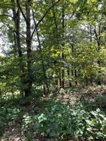 Lot 4 Disraeli Lane