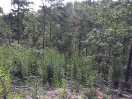20 acres on Railroad Cut Road
