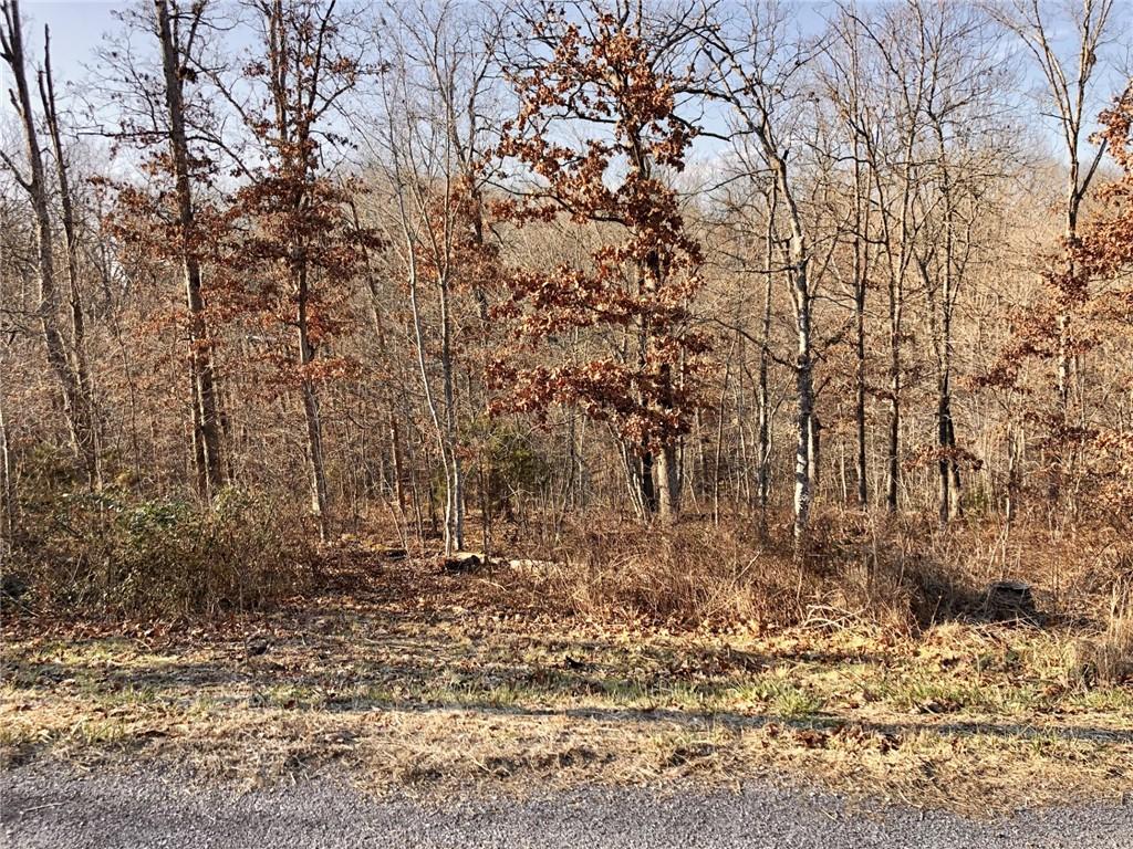 Image 2: View of local wilderness