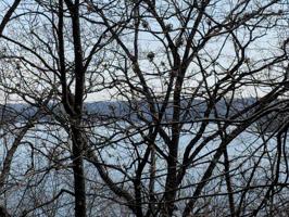 # Dogwood Drive