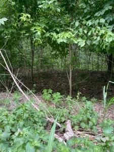Woodcliff Lane