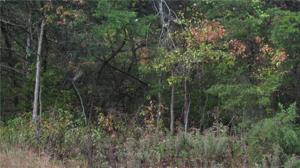 Pine  DR