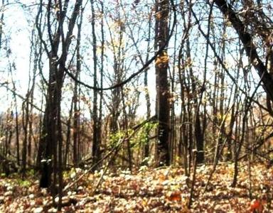 Lot 461 Bluebell Lane