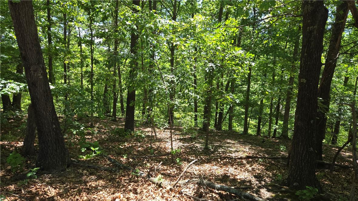Image 2: Wooded lot featuring mature trees and dappled sunl