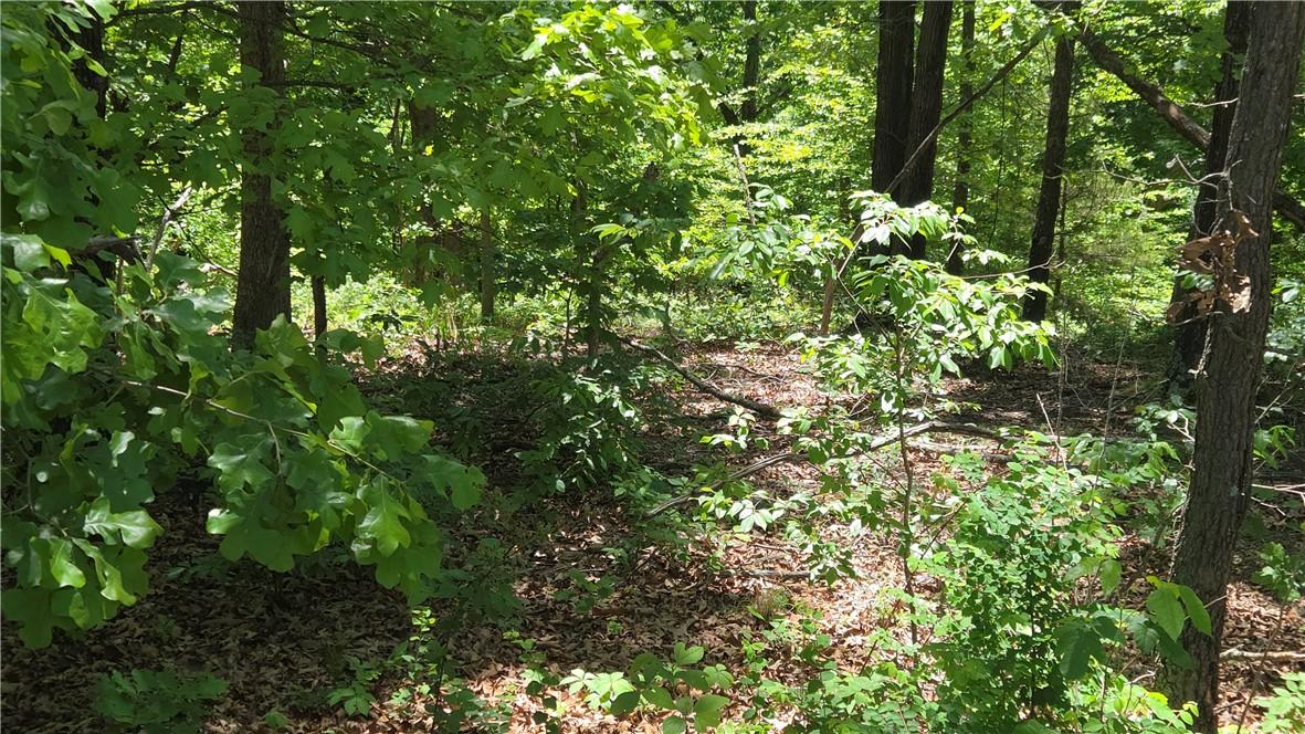 Image 3: Mature deciduous trees and undergrowth define this