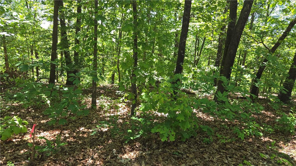 Image 1: Wooded lot featuring mature trees and natural grou