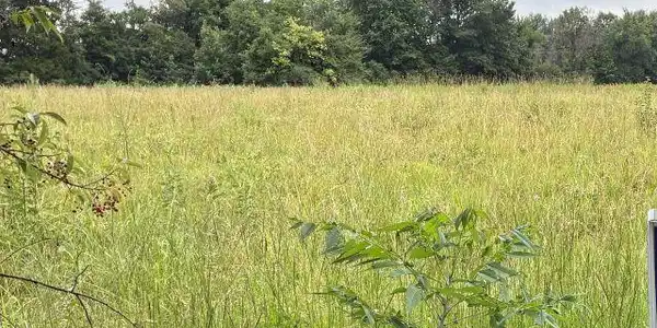 Image 3: Expansive green acreage with mature tree line