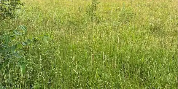 Image 4: Expansive open field with natural vegetation, bord