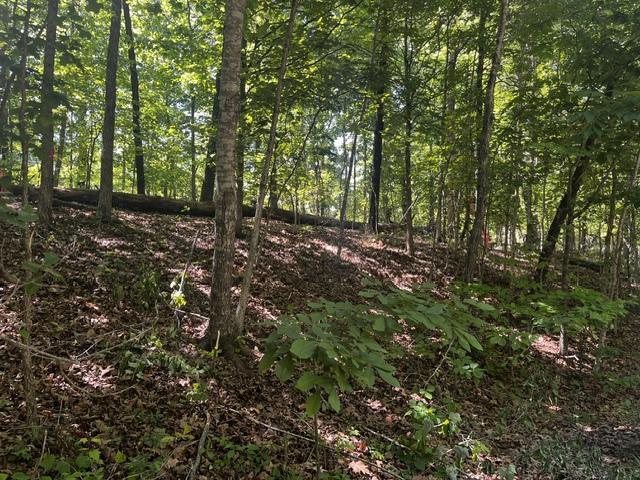 Image 1: Wooded lot with mature trees and natural foliage