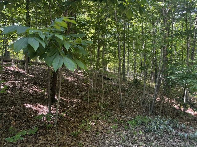 Image 2: Wooded hillside with mature trees and natural grou
