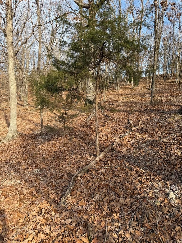 Image 3: View of local wilderness