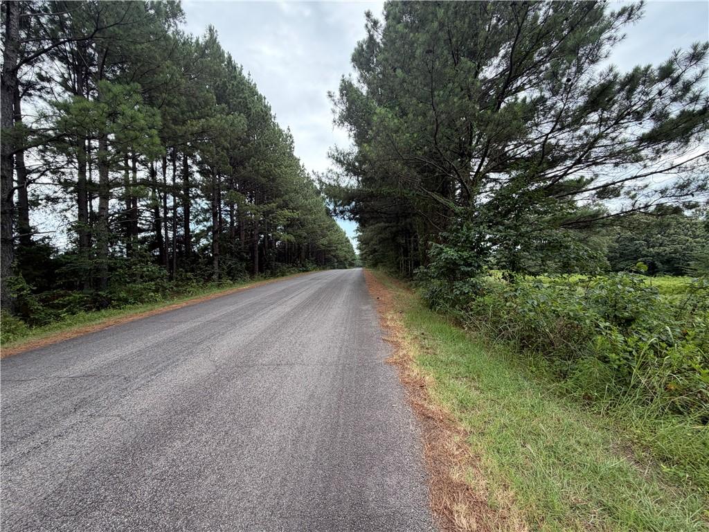 Image 3: Paved road bordered by rows of mature pine trees a