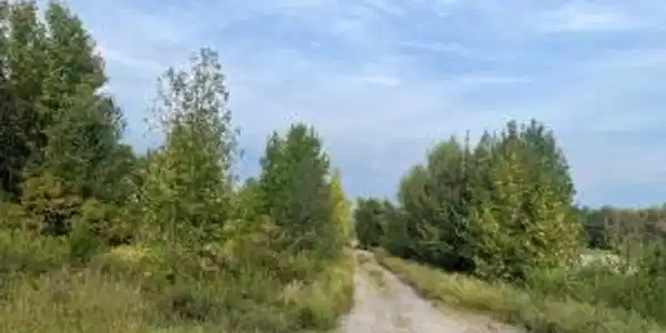 Image 2: Gravel road bordered by mature trees and natural v
