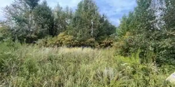 Image 4: Expansive land parcel featuring natural grasses an