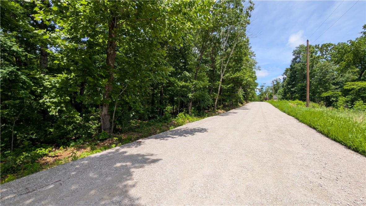 Image 3: Gravel road bordered by mature trees and natural v