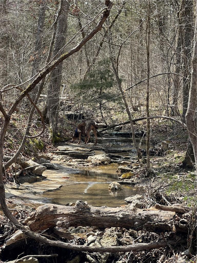 Image 3: View of undeveloped land
