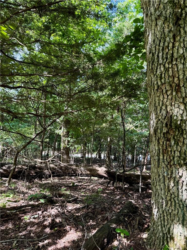 Image 4: Mature trees