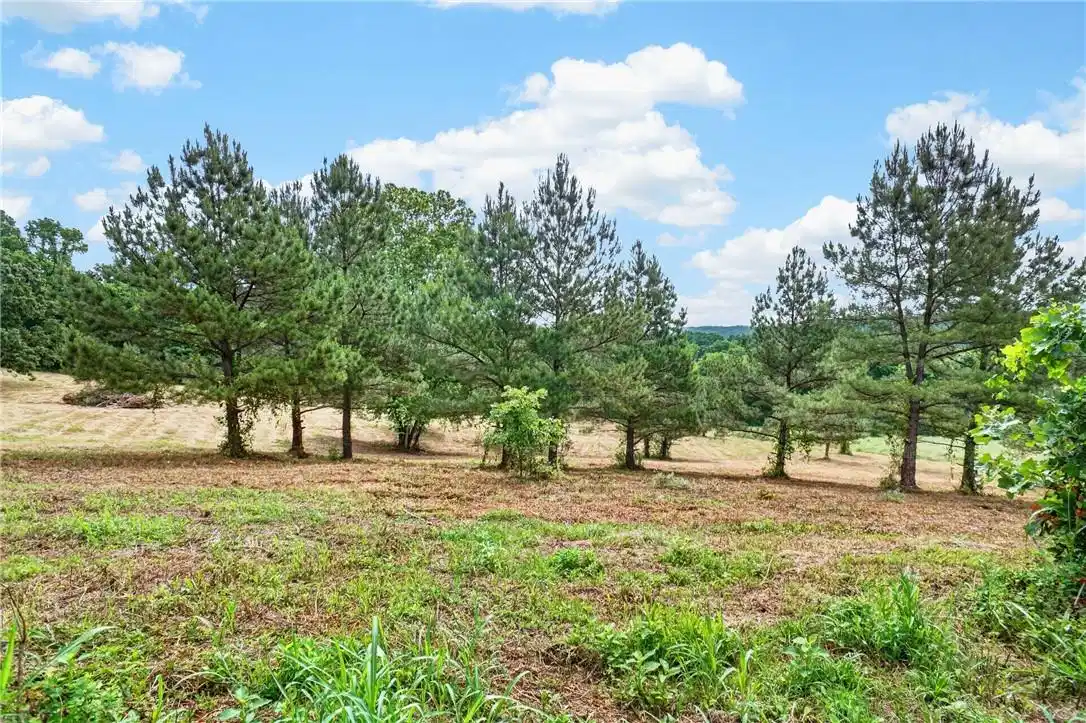 Image 1: Expansive parcel featuring mature pine trees and o