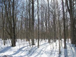 LOTS 56 & 57 MAPLE WAY