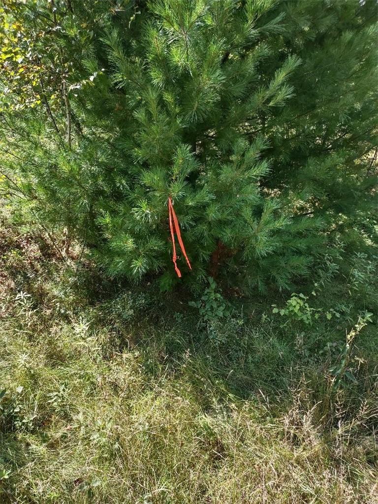 Image 4: Northeast corner flagged